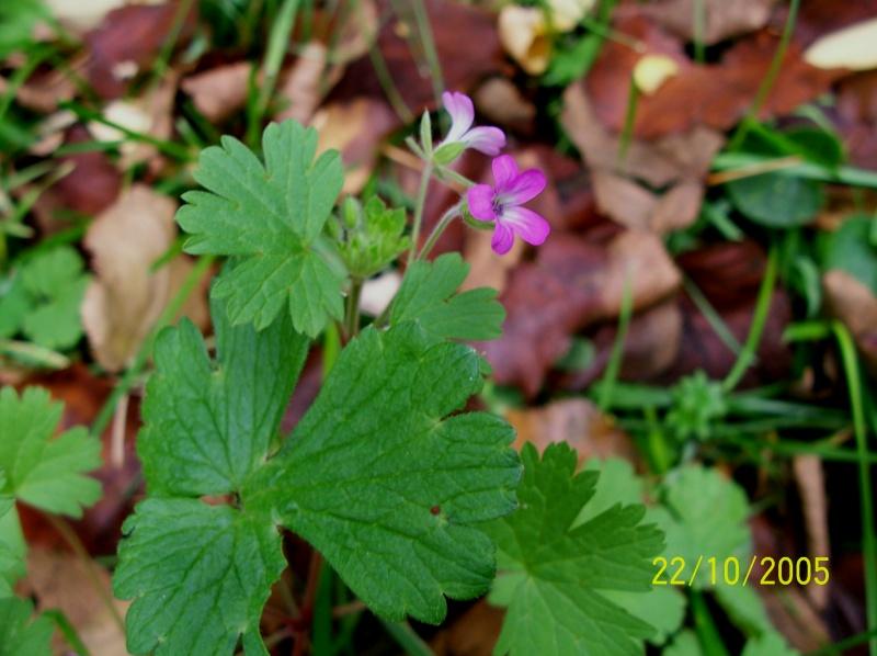 Geranium rotundifolium / Geranio malvaccino